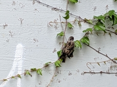 Passer domesticus
