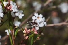 Meriphus guttatus