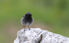 Phoenicurus ochruros gibraltariensis