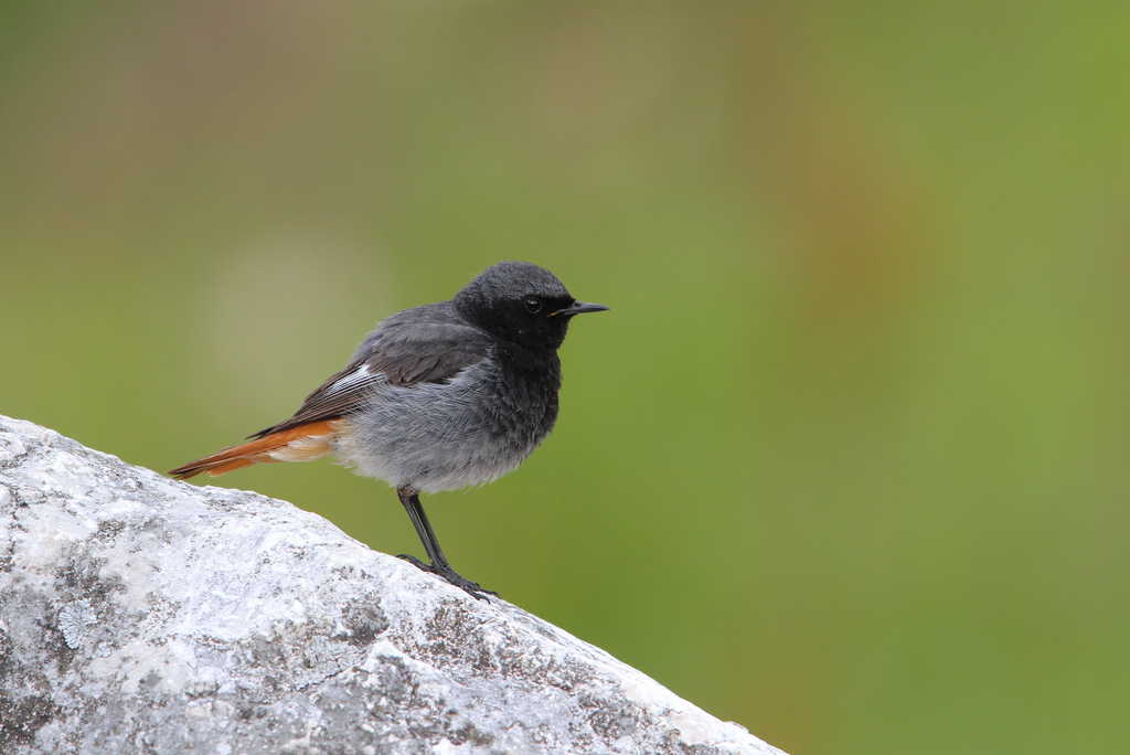 Western Black Redstart