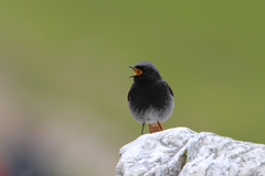 Phoenicurus ochruros gibraltariensis