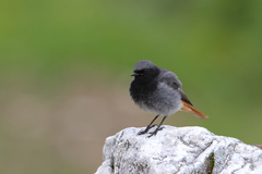 Phoenicurus ochruros gibraltariensis
