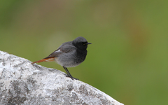 Phoenicurus ochruros gibraltariensis