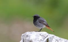 Phoenicurus ochruros gibraltariensis