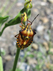 Carpocoris mediterraneus