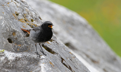 Phoenicurus ochruros gibraltariensis
