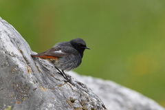 Phoenicurus ochruros gibraltariensis