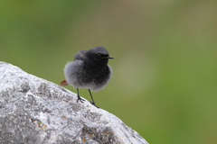 Phoenicurus ochruros gibraltariensis