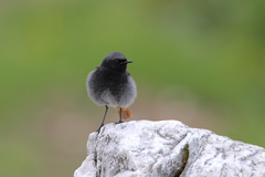 Phoenicurus ochruros gibraltariensis