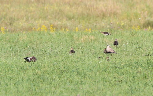 Sociable Lapwing (Vanellus gregarius)