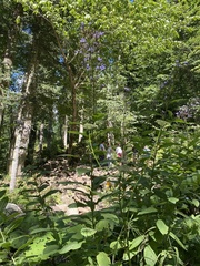 Cicerbita prenanthoides