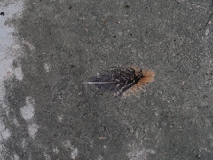 Gorsachius melanolophus