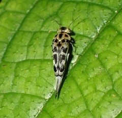 Glipa malaccana