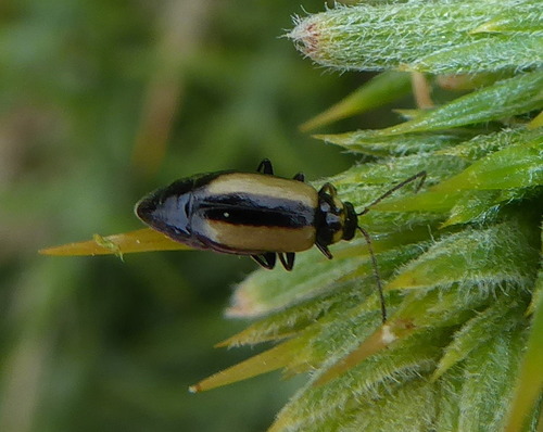 Calomicrus circumfusus · iNaturalist