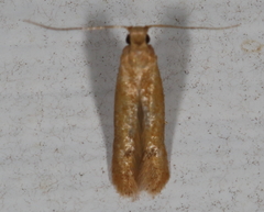 Tischeria quercitella