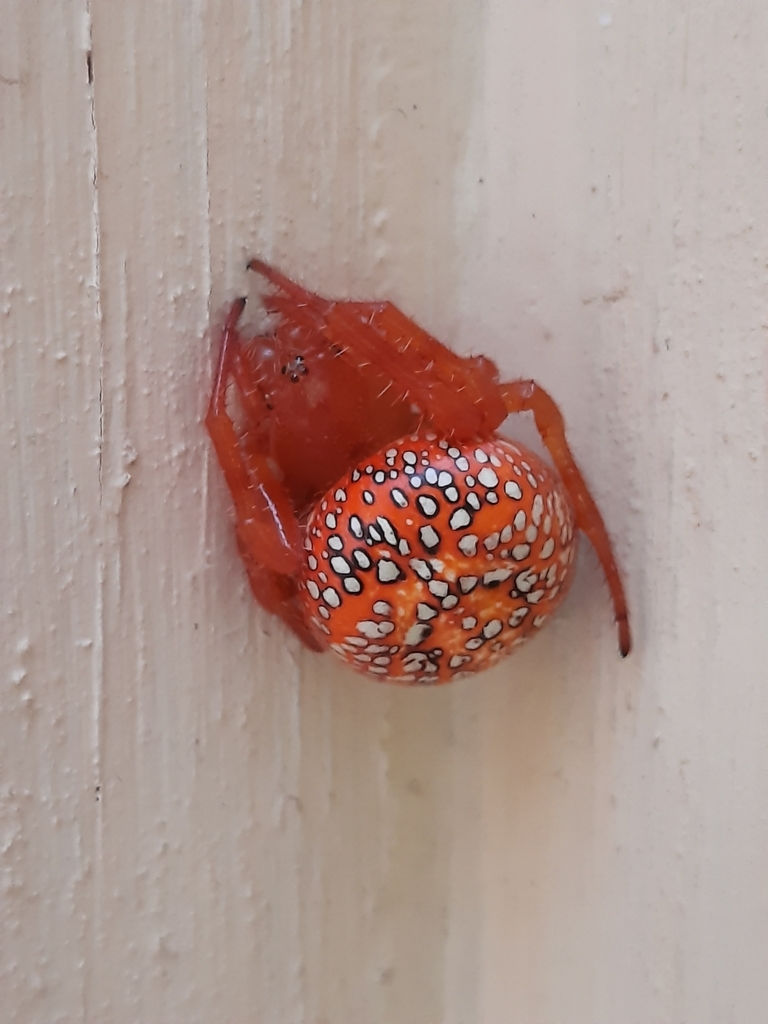 Araneus iviei
