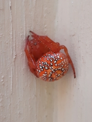 Araneus iviei