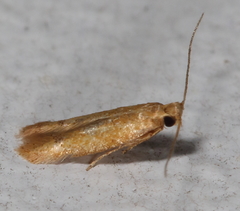 Tischeria quercitella