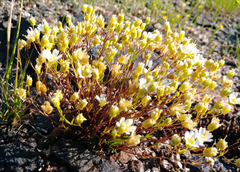 Mononeuria groenlandica