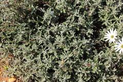 Arctotis pinnatifida