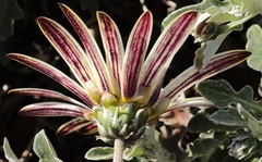 Arctotis pinnatifida