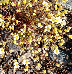 Mononeuria groenlandica