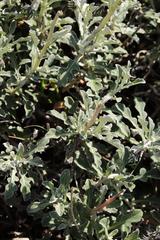 Arctotis pinnatifida