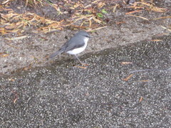 Eopsaltria georgiana