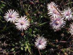 Acrodon bellidiflorus