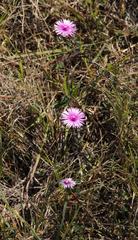 Lampranthus elegans