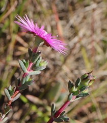 Lampranthus elegans