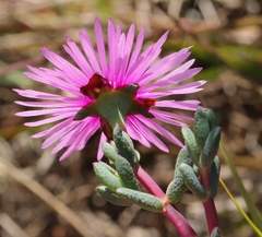 Lampranthus elegans