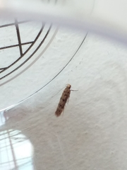 Bryotropha domestica