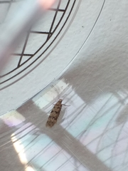 Bryotropha domestica