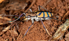 Chaetodera regalis