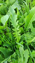 Armoracia sisymbrioides