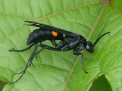 Anoplius semicinctus