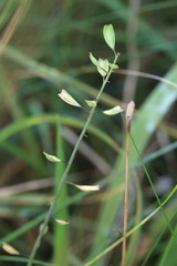 Noccaea caerulescens