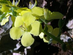 Verbascum coromandelianum