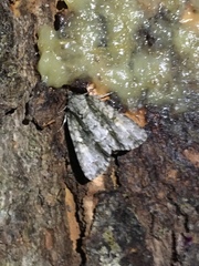Acronicta connecta