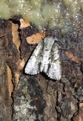 Acronicta connecta
