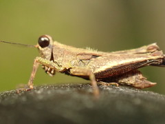 Eucriotettix simulans