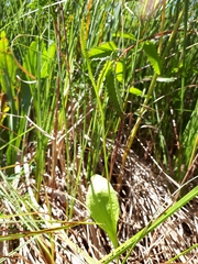 Ophioglossum pusillum