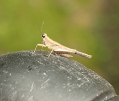 Eucriotettix simulans