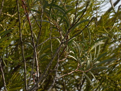 Acacia uncifolia