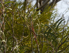 Acacia uncifolia