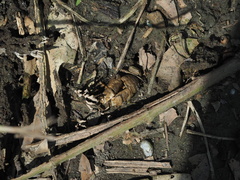 Cryptotympana atrata