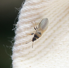 Oxycarenus pallens
