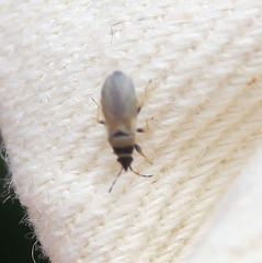 Oxycarenus pallens