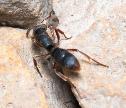 Pseudoneoponera rufipes photo 3